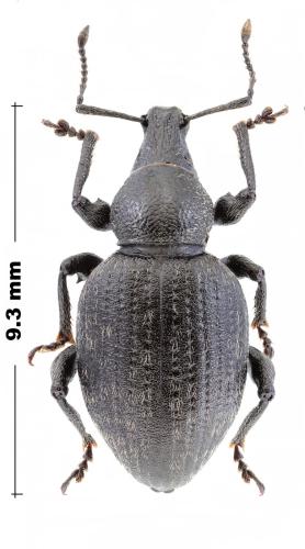 Otiorhynchus alpicola